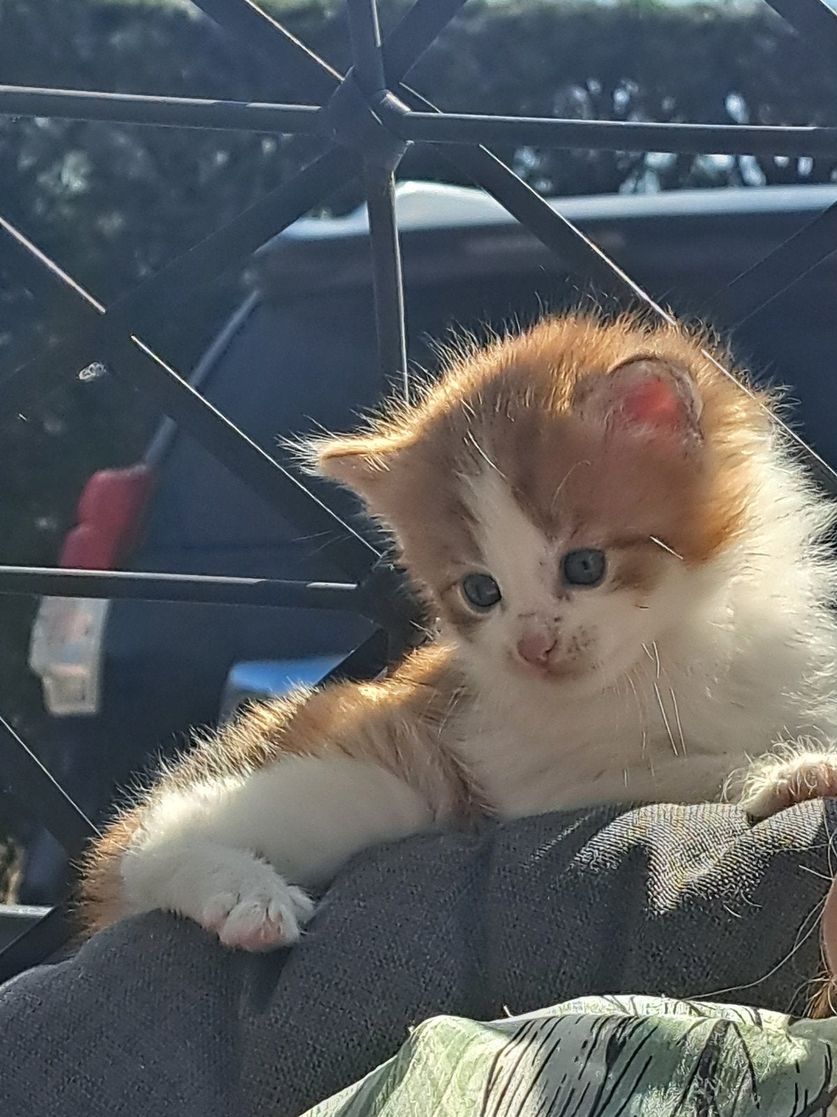 Te koop lieve halflangharige noorse boskat kittens, Meerdere dieren, Langharig, 0 tot 2 jaar