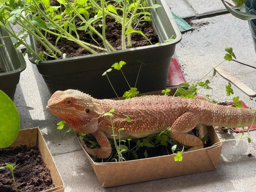 Baardagaam (man) zoekt nieuw huis Bearded Dragon photo 2