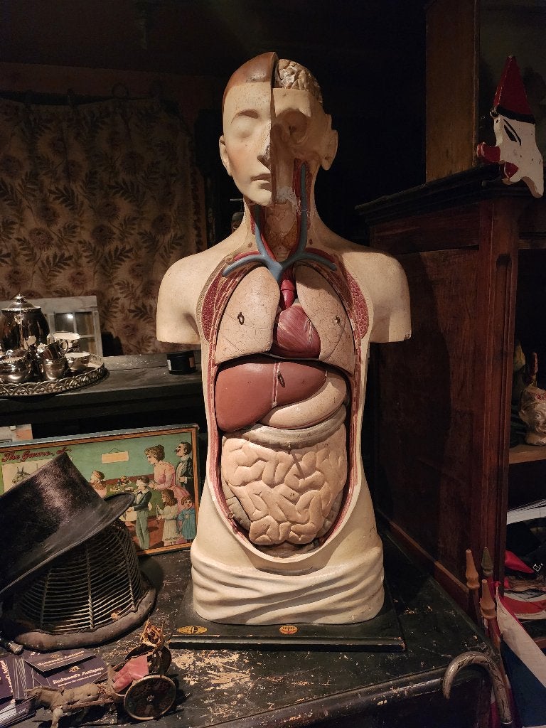 Anatomische buste medisch gips plaaster plâtre, Ophalen