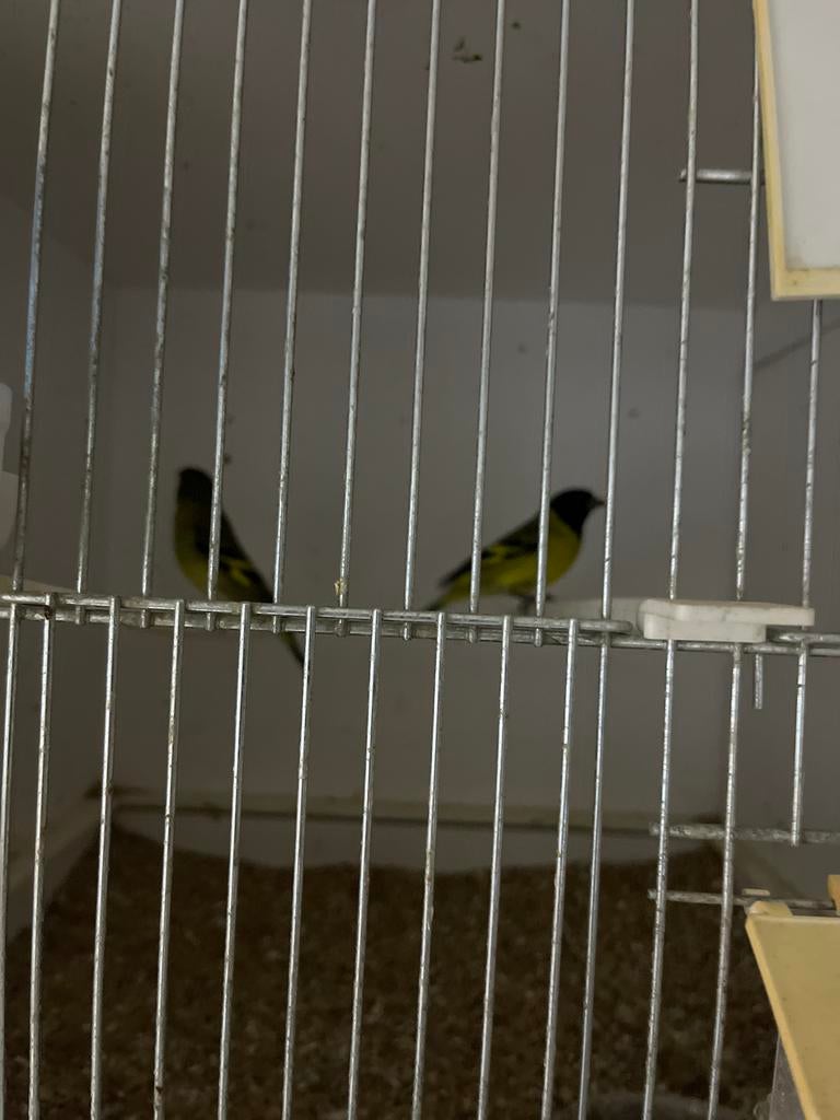 Koppel zwartkop sijzen, Dieren en Toebehoren, Meerdere dieren, Wildzangvogel, Geringd