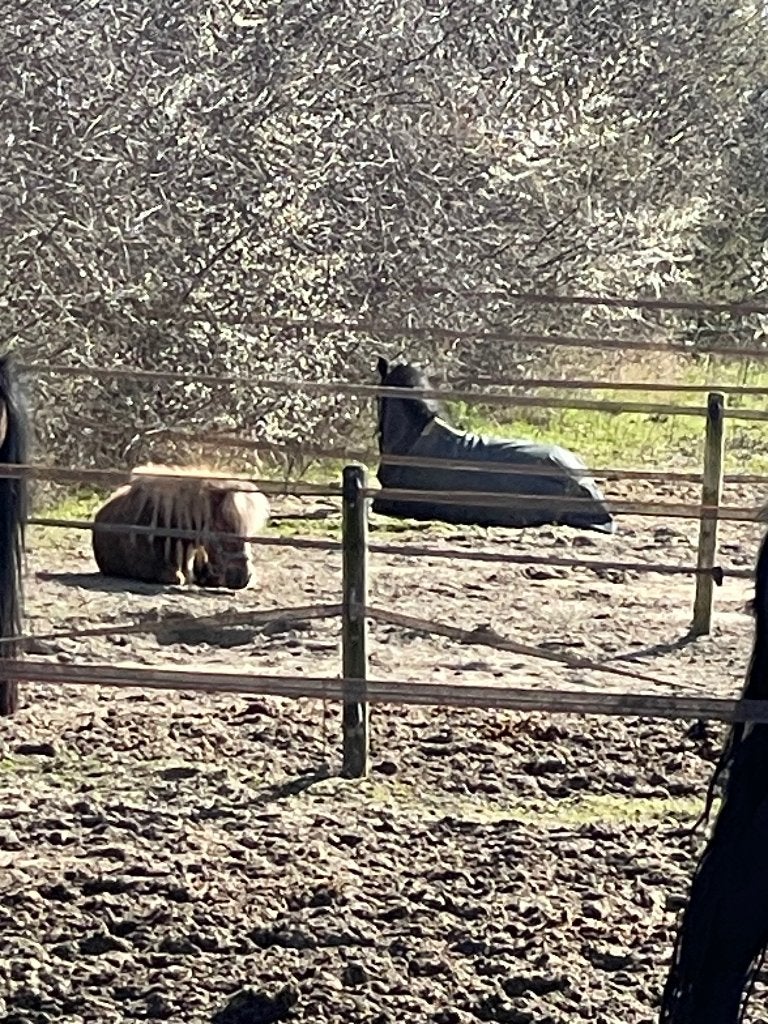 Stal met weidegang, Dieren en Toebehoren, Weidegang, 1 paard of pony