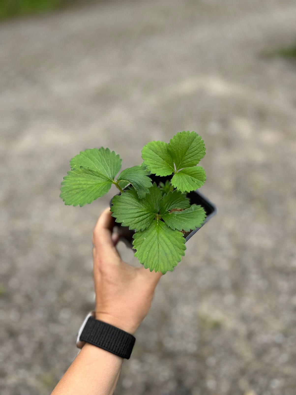 Aardbeienplantjes, Ophalen, Volle zon