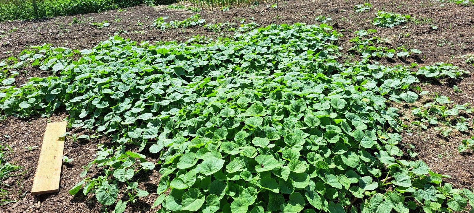 Eetbare pompoen planten, uit volle grond., Ophalen, Overige soorten, Minder dan 100 cm