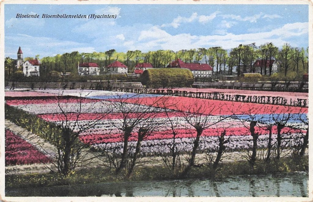 703-451-051 Bloeiende Bloembollenvelden (Hyacinten), Verzenden, Voor 1920, Noord-Holland