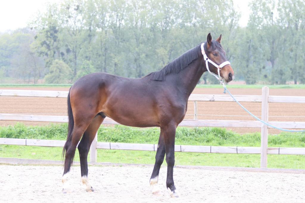 Veelbelovende 2-jarige hengst met topafstamming, Met stamboom, Dressuurpaard, 0 tot 2 jaar, Hengst