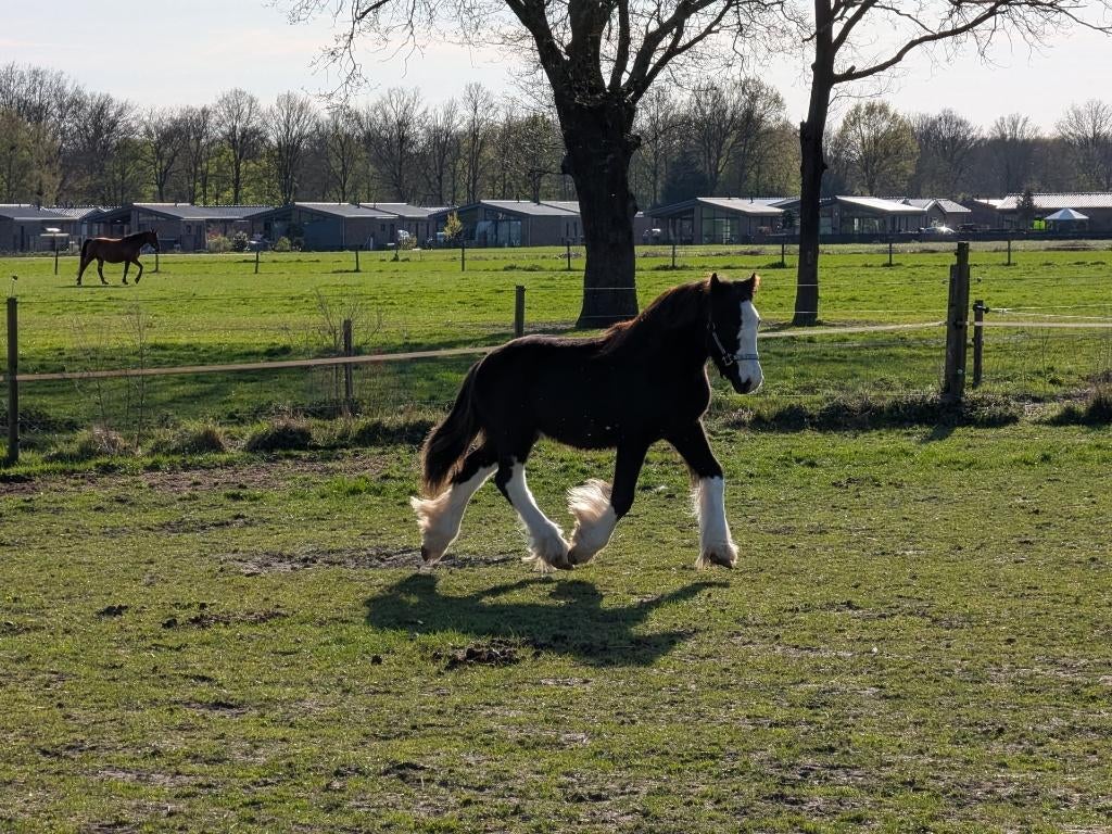Unieke Kans zeer mooie jaarling tinker / Irish Cob te koop, Minder dan 160 cm, Met stamboom, Niet van toepassing, 0 tot 2 jaar