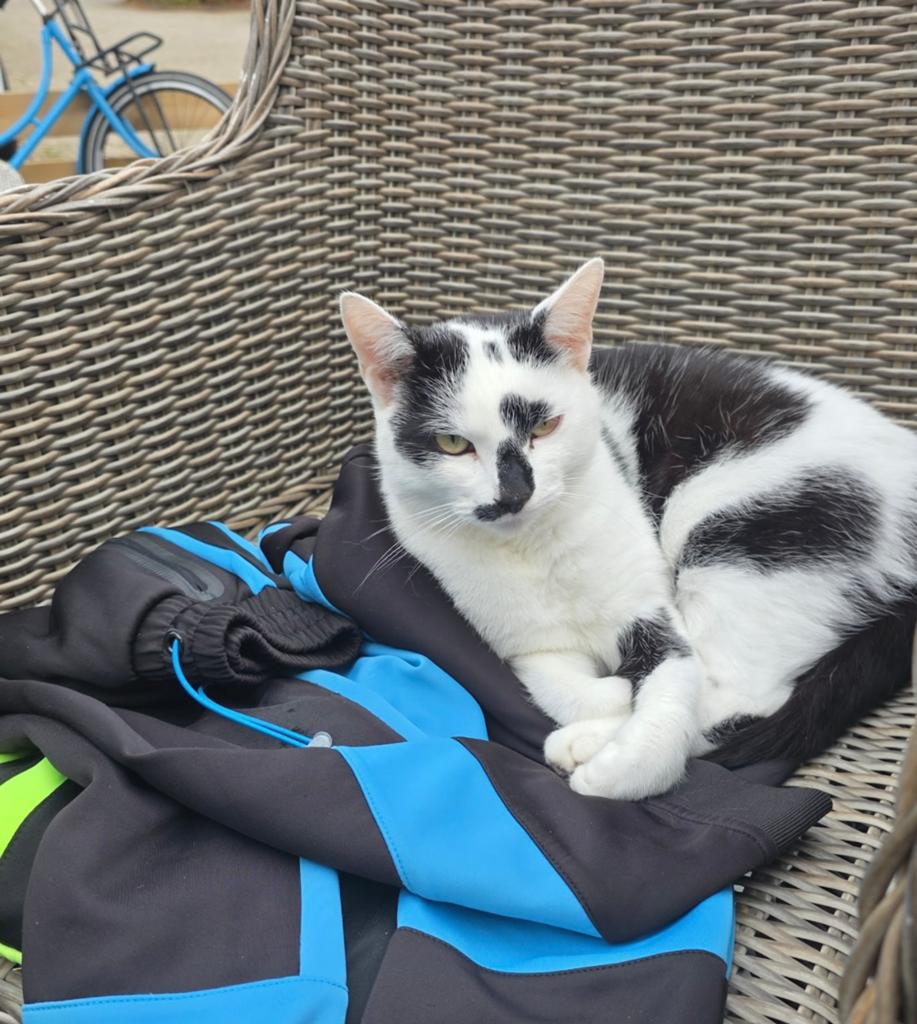 Gecastreerde kater, Kater