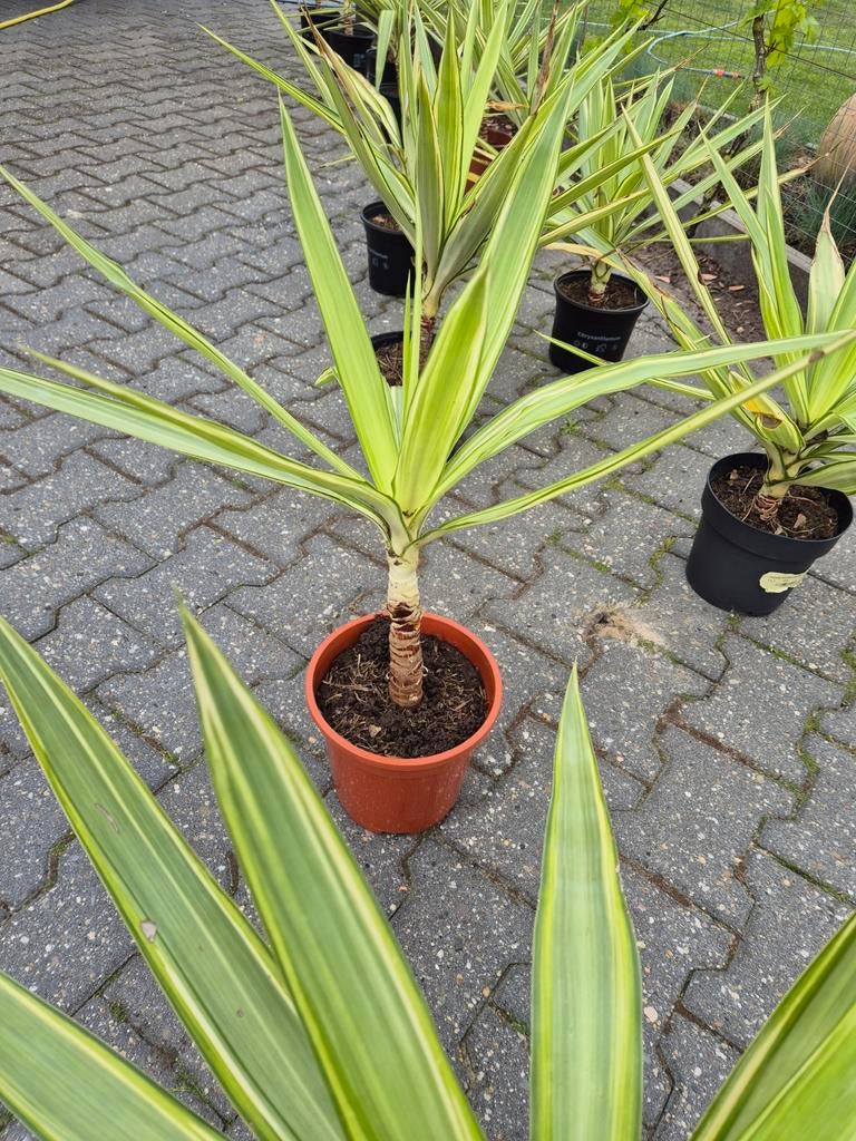 Yucca aloifolia planten, Overige soorten, Volle zon, Vaste plant, Ophalen of Verzenden