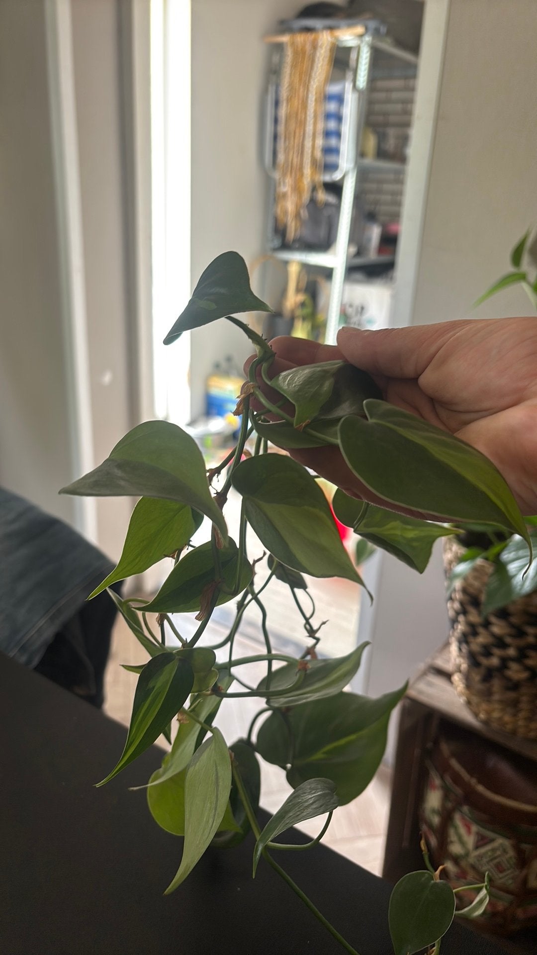 Diverse stekjes te koop!, Overige soorten, Minder dan 100 cm, Groene kamerplant, Halfschaduw