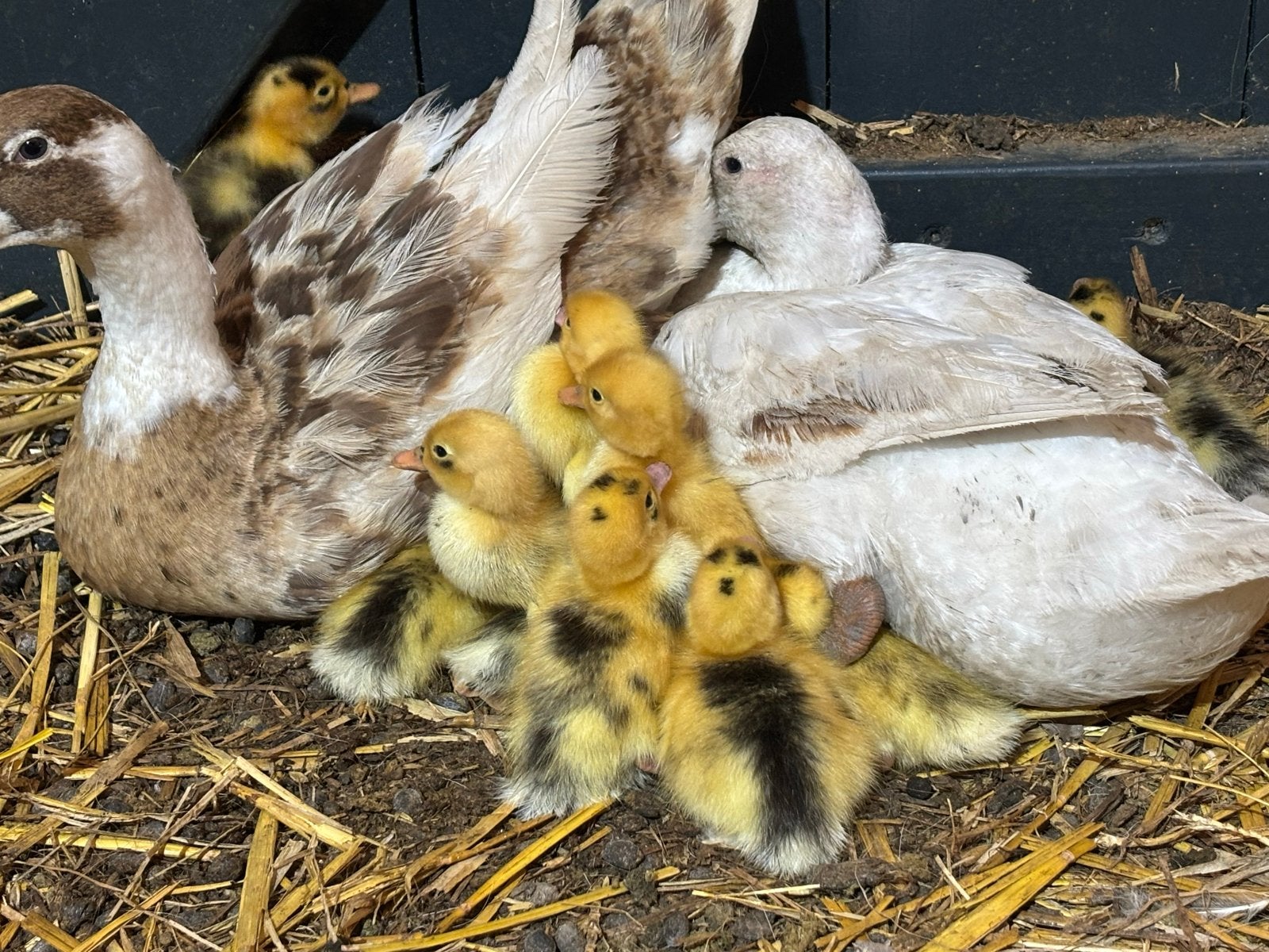 Loopeenden kuikens, Dieren en Toebehoren, Pluimvee, Meerdere dieren, Eend