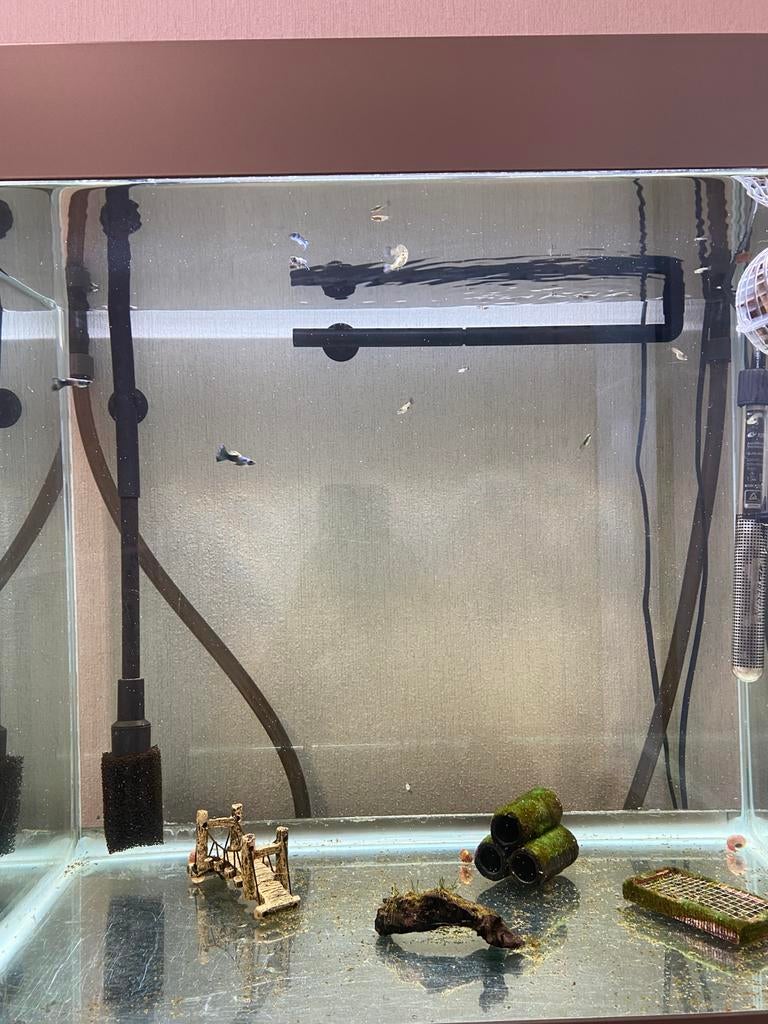 3 complete aquariums met Blue Moscow guppy’s + accessoires, Dieren en Toebehoren, Ophalen of Verzenden, Zo goed als nieuw, Gevuld zoetwateraquarium