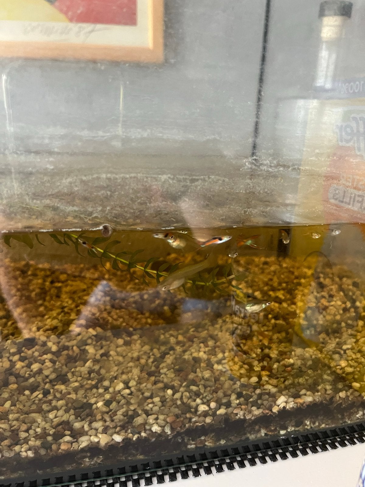 Endler Guppies inclusief aquarium, Dieren en Toebehoren, Vis