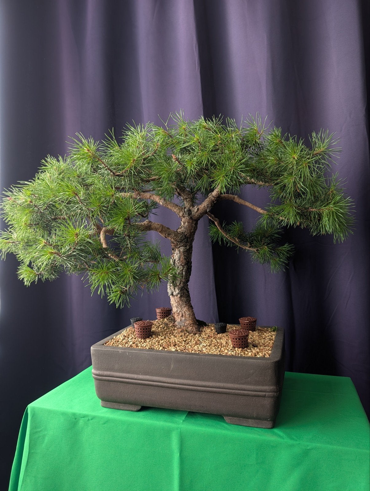 Mooie Pinus sylvestris bonsai – 55 cm – karaktervolle stam, Bloeit niet, Halfschaduw, Overige soorten, Minder dan 100 cm