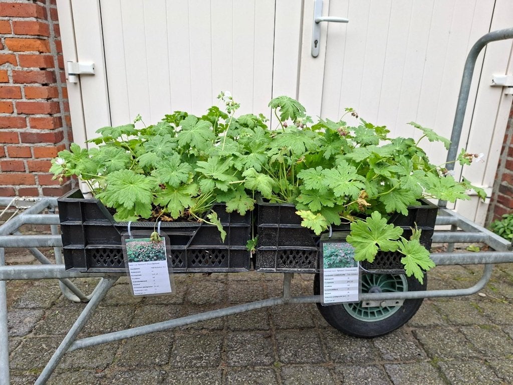 Bodembedekkende wintervaste Geranium 'Spessart' Ooievaarsbek, Tuin en Terras, Ophalen, Volle zon