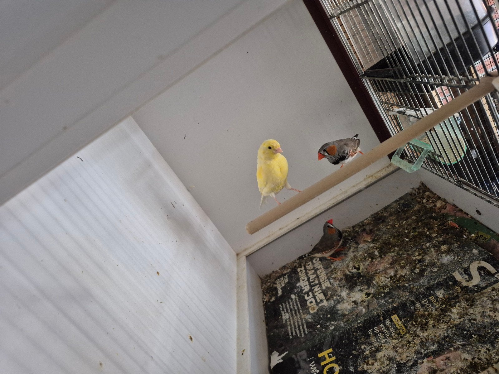 Kanarie man geel, Dieren en Toebehoren, Mannelijk, Kleurkanarie