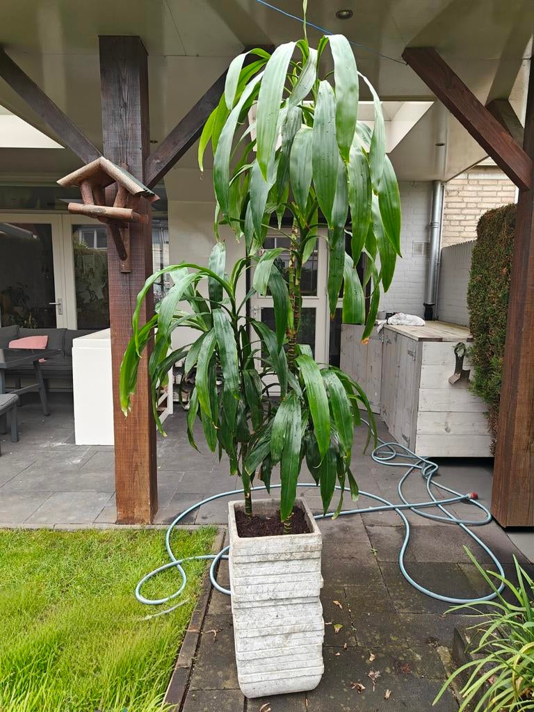 Grote volle Dracaena Fragrans +-180cm, Ophalen of Verzenden, Halfschaduw, Minder dan 100 cm