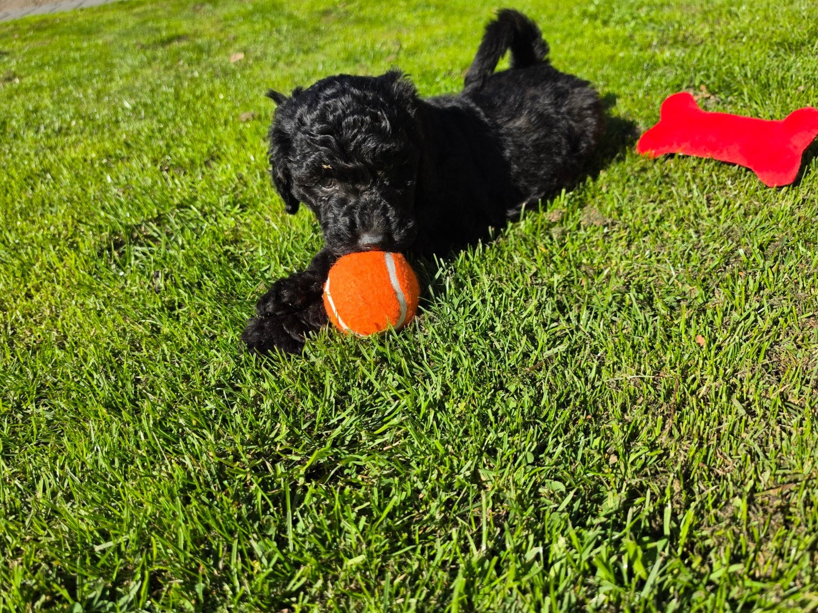 Labradoodle puppie's F1B generatie Reutjes en Teefjes Beschi, Dieren en Toebehoren, Overige rassen, CDV (hondenziekte), 8 tot 15 weken
