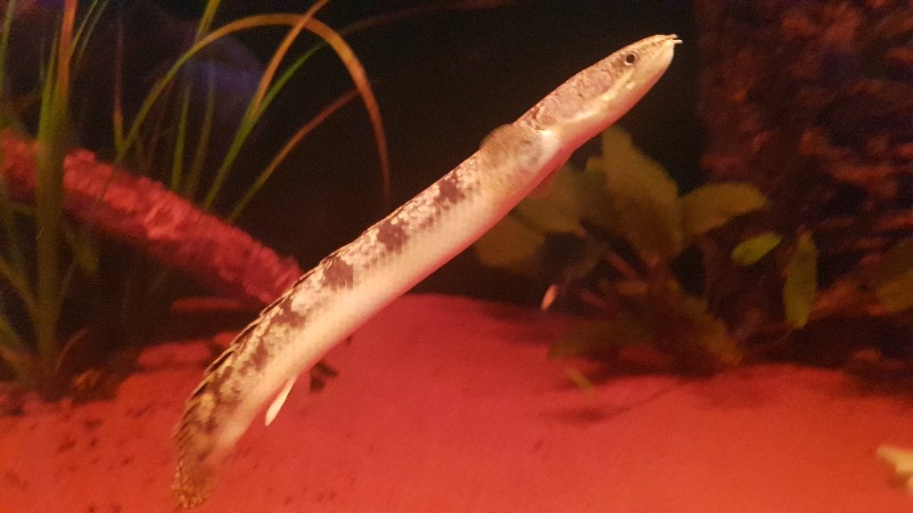 2x polypterus RETROPINNIS, Dieren en Toebehoren, Vis, Zoetwatervis