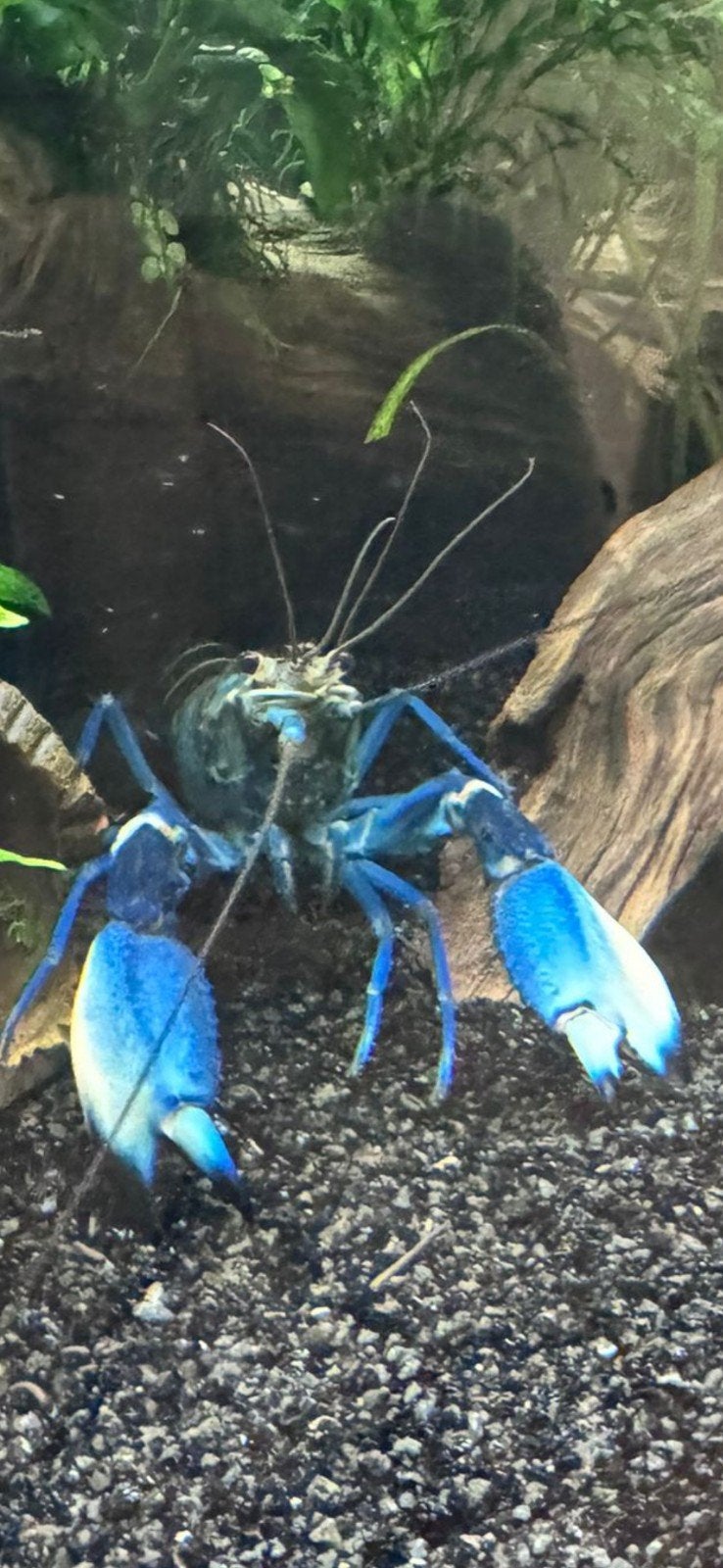 Cherax kreeft blue, Dieren en Toebehoren, Vis, Zoetwatervis