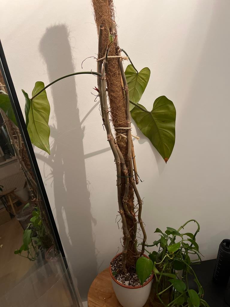 Grote Philodendron red emerald met mosstok, Huis en Inrichting, Kamerplanten, Ophalen, Overige soorten, Halfschaduw, In pot