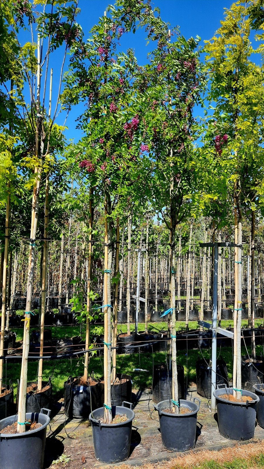 Robinia margaretta ´Casque Rouge´ 🍀🌺  (rode Acacia), Ophalen, Volle zon, Overige soorten