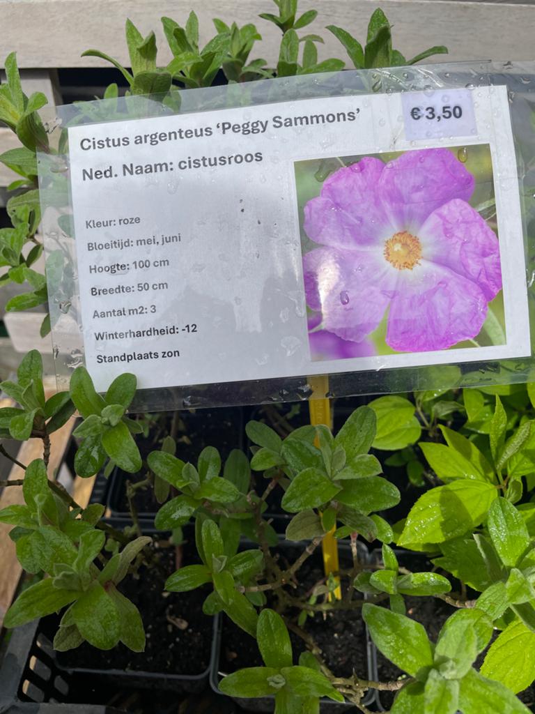 Cistusroos 'Peggy Sammons' - Roze bloemen, zonminnend, Tuin en Terras, Overige soorten, Volle zon, Vaste plant, Ophalen of Verzenden