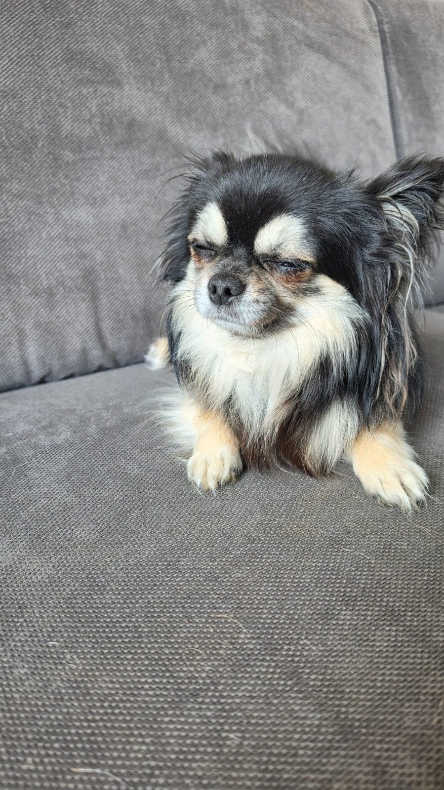 dekreu Harrie Black and tan super lief met alle papieren, Reu, 1 tot 2 jaar, Parvo, Eén hond