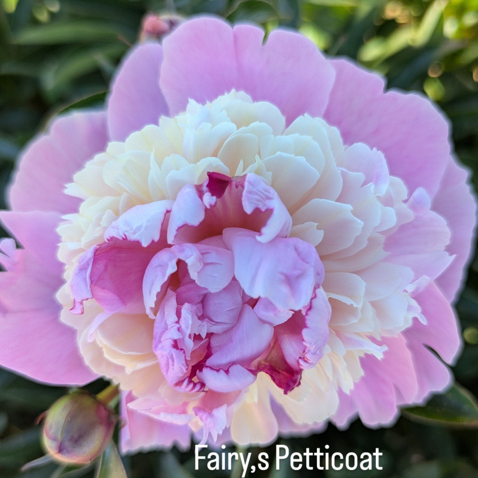 Pioenrozen Fairy,s Petticoat, Tuin en Terras, Planten | Tuinplanten, Overige soorten, Volle zon, Vaste plant, Ophalen of Verzenden