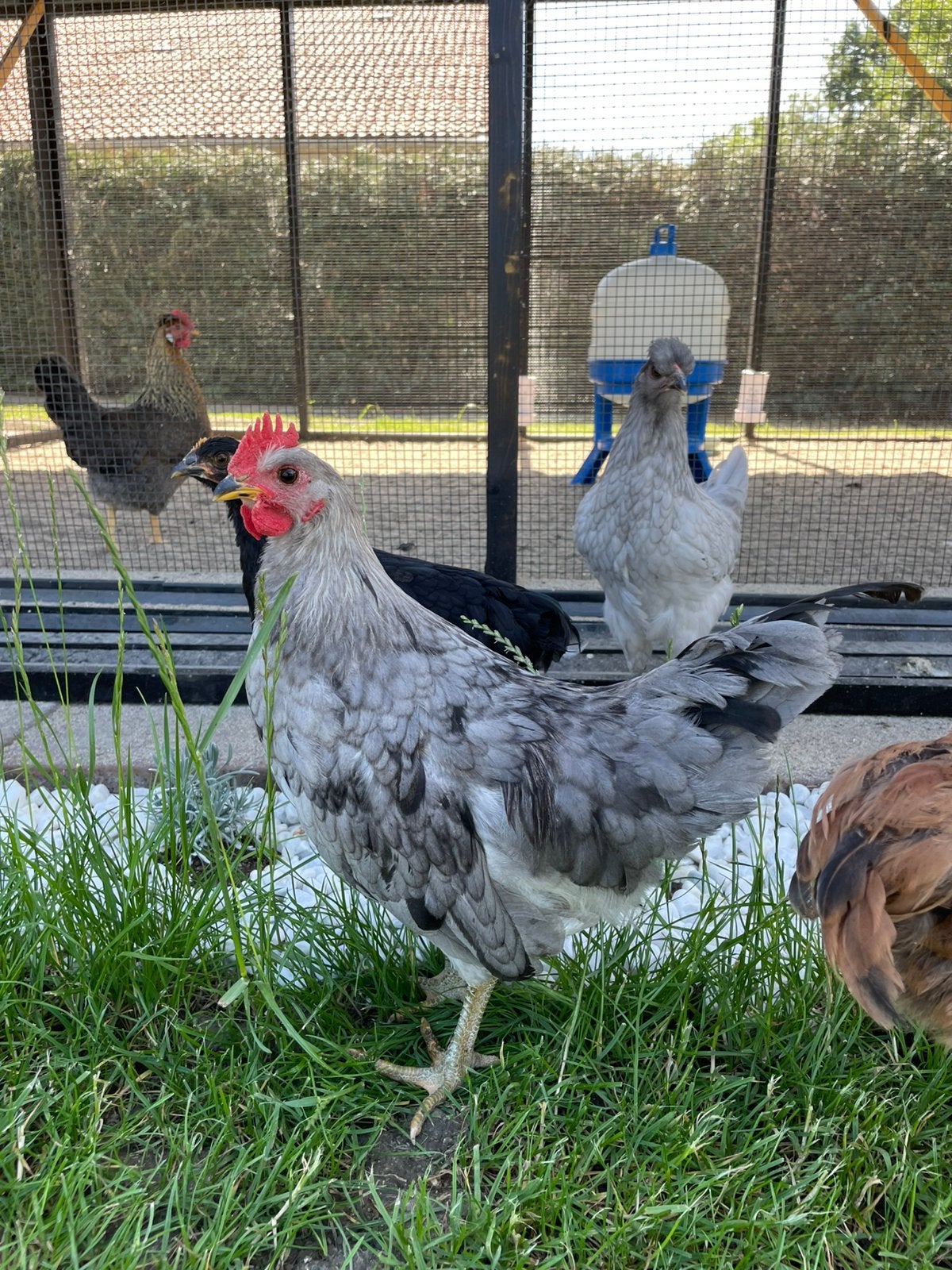 Groenlegger haantje, Dieren en Toebehoren, Pluimvee, Mannelijk, Kip