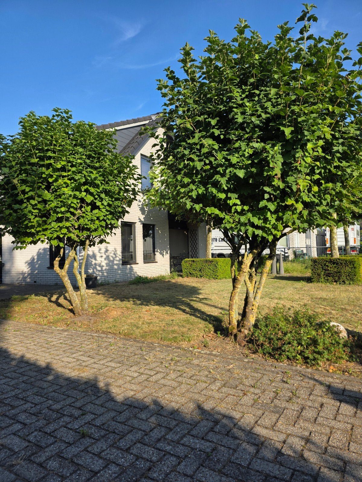 Bolbomen voor uw Tuin, Tuin en Terras, Planten | Bomen, 250 tot 400 cm, Zomer, Ophalen, Volle zon