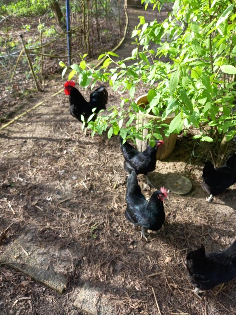 Broedeieren Mergellandhoen., Dieren en Toebehoren, Geslacht onbekend, Kip