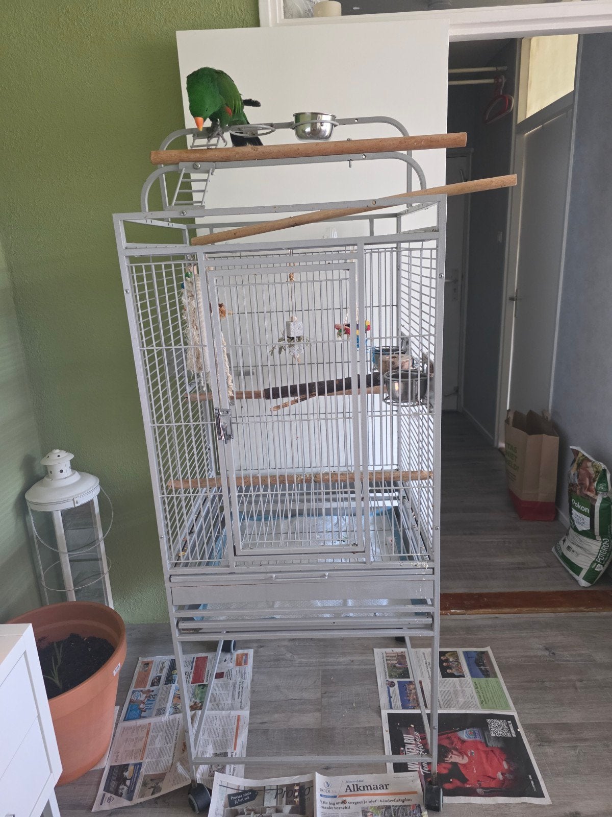 Lieve tamme edelpapegaai, Dieren en Toebehoren, Ophalen of Verzenden, Metaal, Vogelkooi