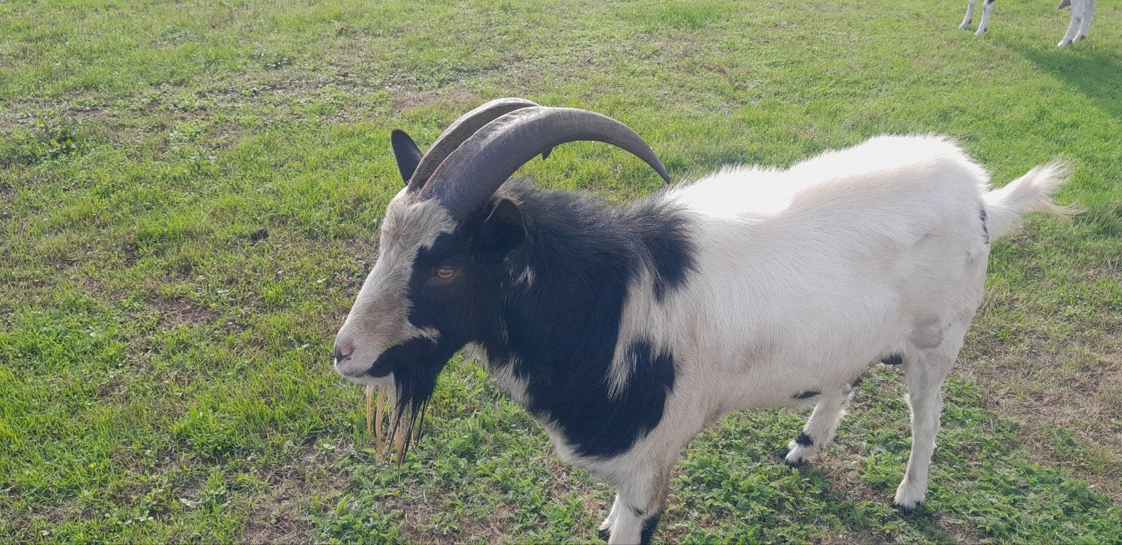 bonte melkgeiten bok, Dieren en Toebehoren, Mannelijk, Geit