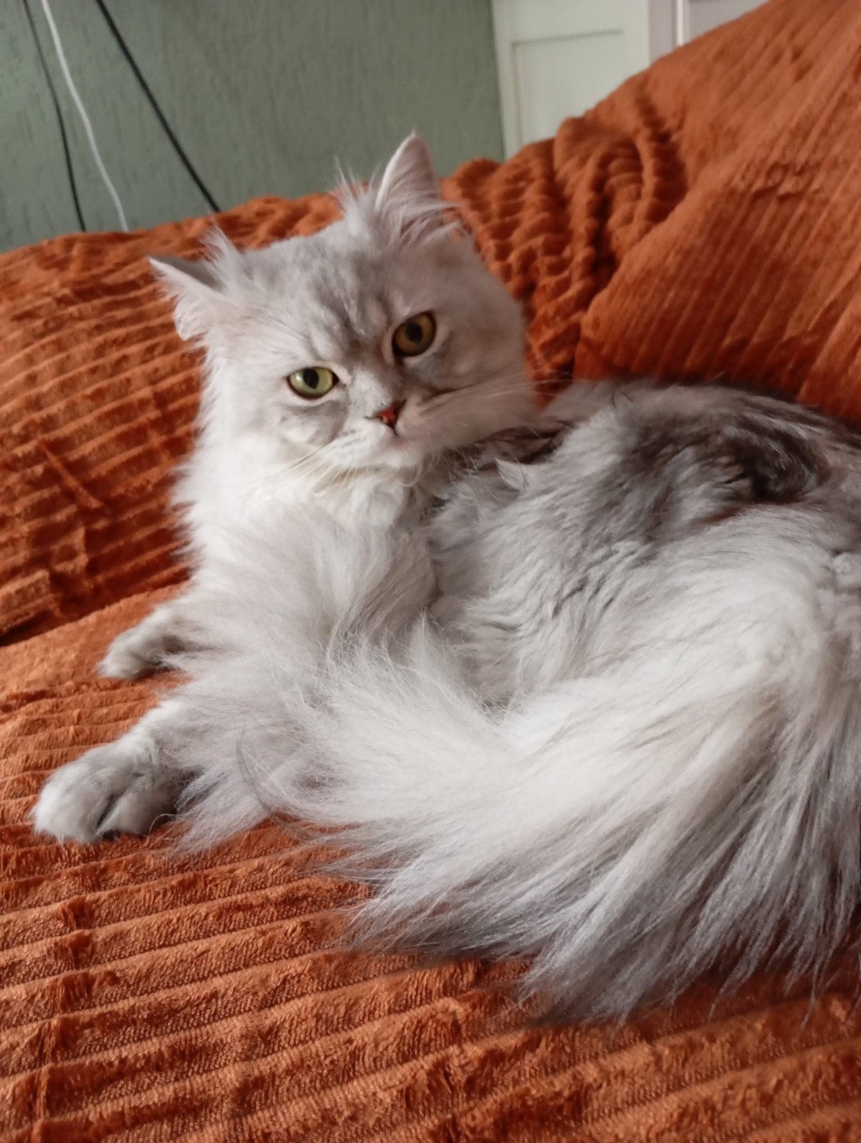 Brits langhaar en korthaar, Dieren en Toebehoren, Poes, Ontwormd