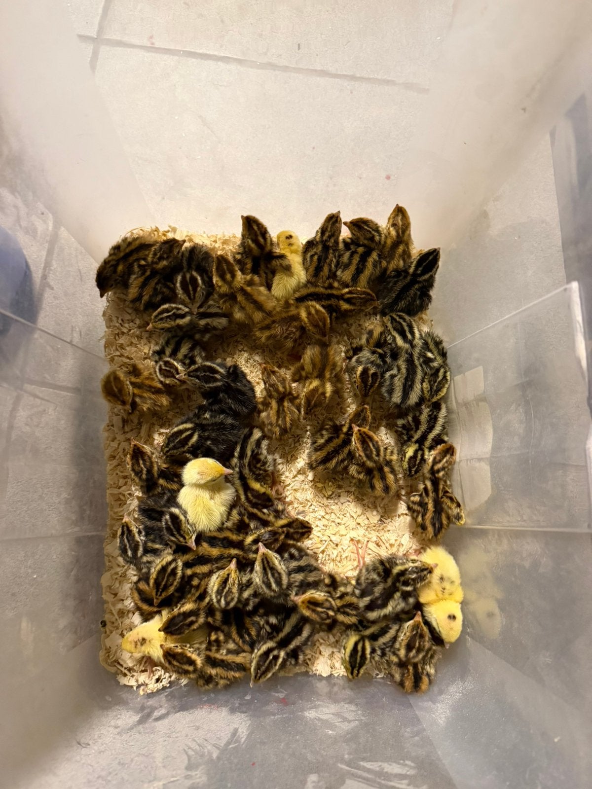 Japanse kwartel kuikens, Dieren en Toebehoren, Meerdere dieren, Overige soorten