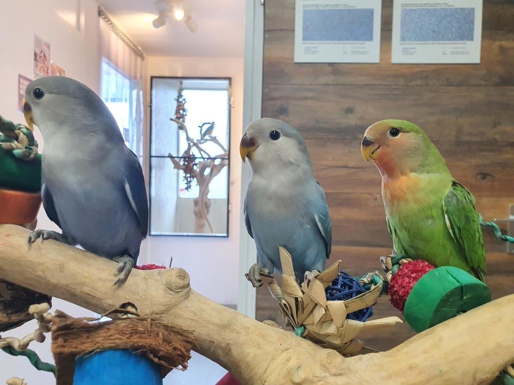 Lieve Agapornissen beschikbaar., Dieren en Toebehoren, Vogels | Parkieten en Papegaaien, Meerdere dieren, Dwergpapegaai of Agapornis