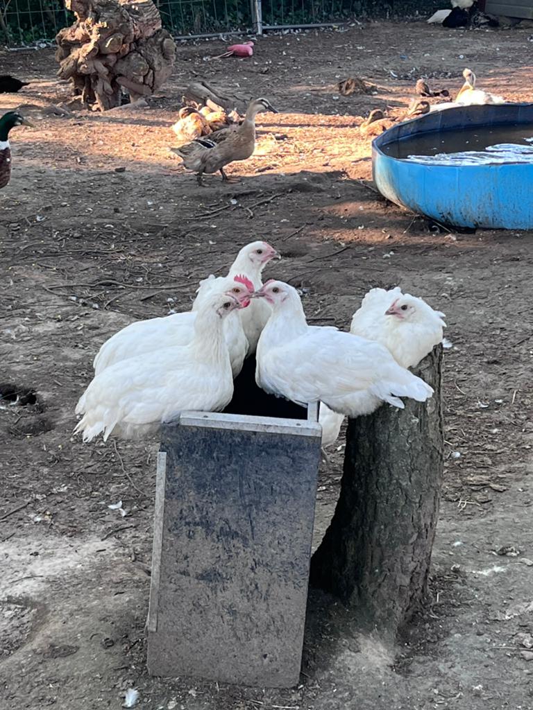 Toom poule de bresse, Dieren en Toebehoren, Meerdere dieren, Kip