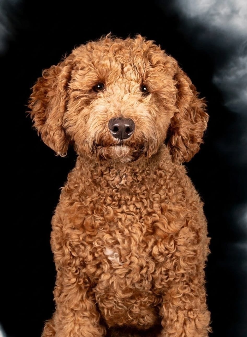 Op zoek naar toy poedel teefje ( pup) of tot circa 1 jaar, Poedel, 8 tot 15 weken, Teef, Parvo