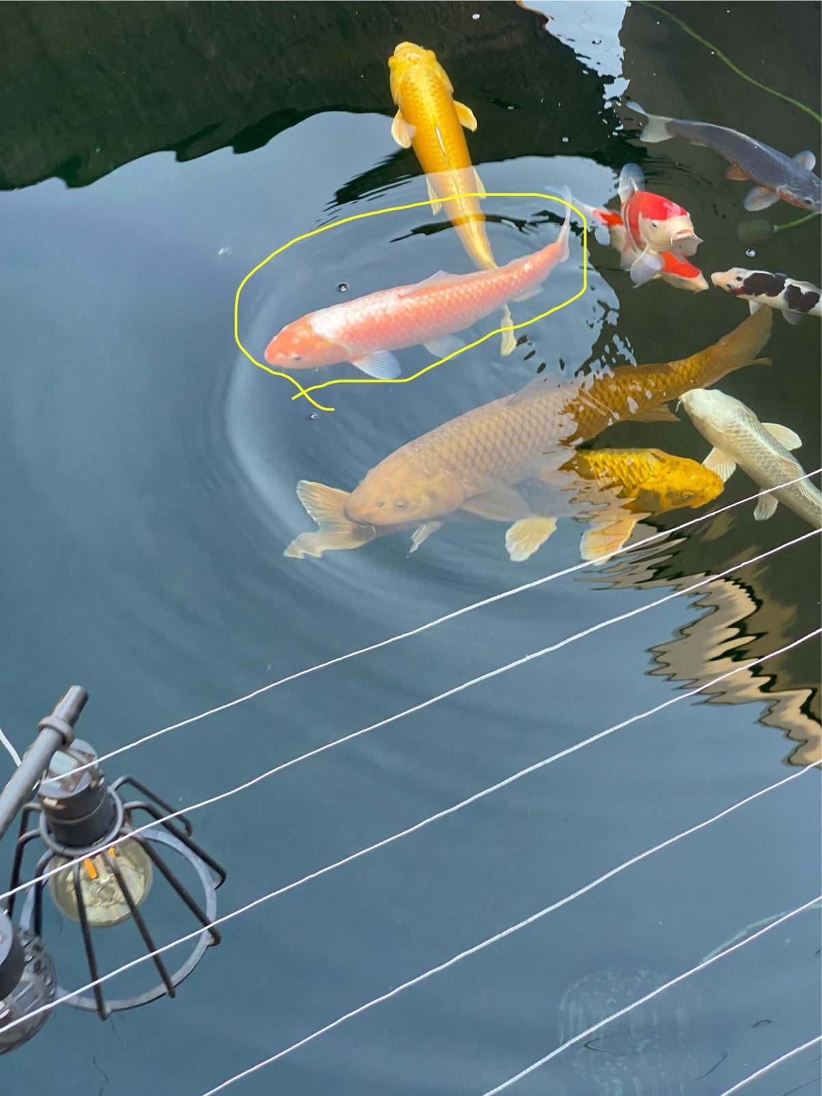 Kois, Karper of Koi