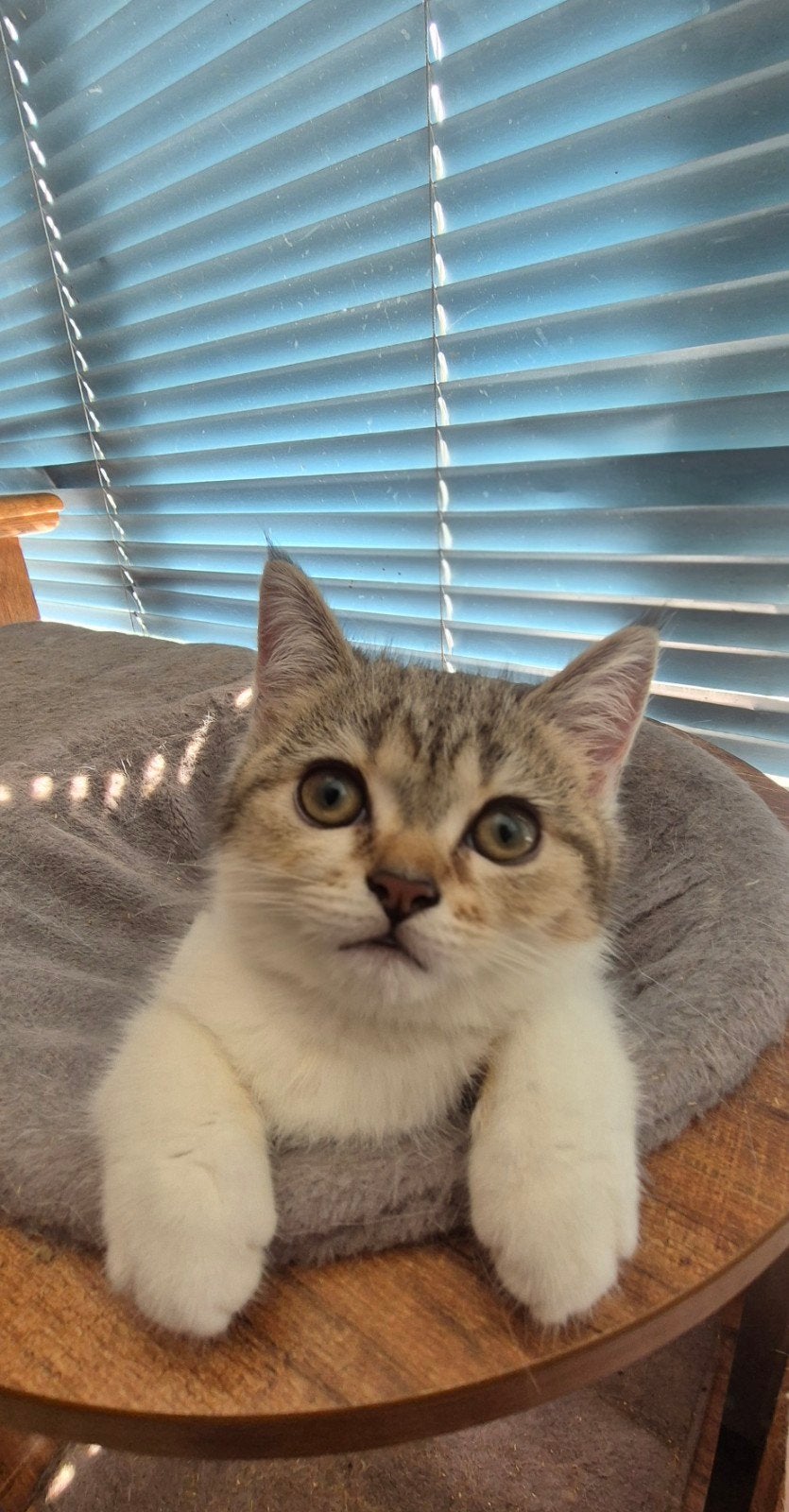 Te koop - Britse Korthaar kittens, Dieren en Toebehoren