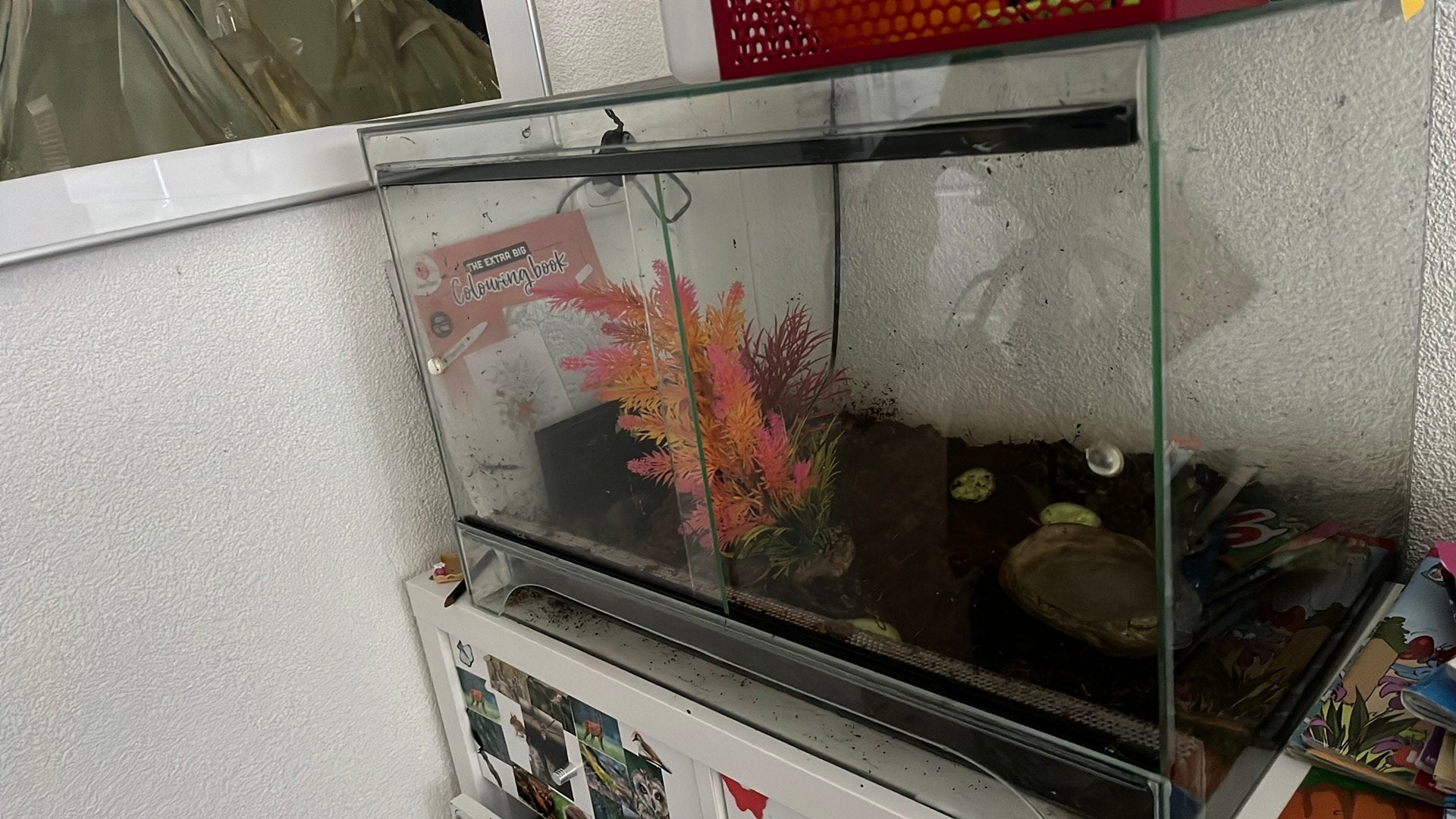Agaat slakken 2 met terrarium, Overige soorten, Met terrarium, 0 tot 2 jaar