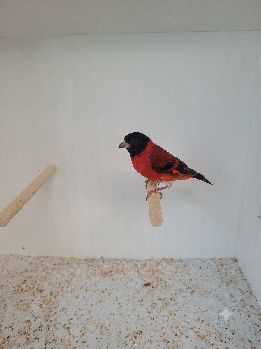 kapoetsensijzen, Meerdere dieren