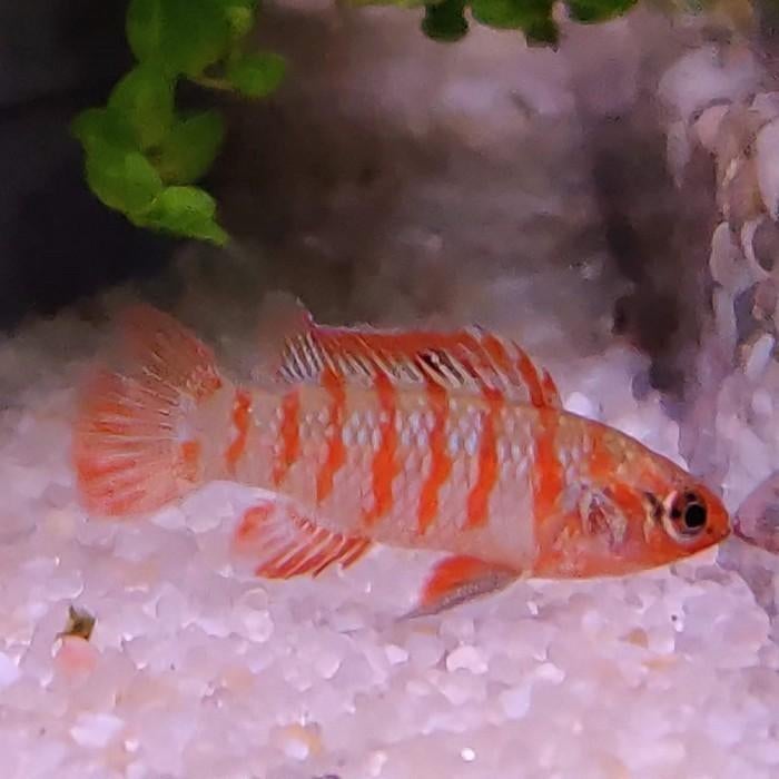 Dario Dario, Dieren en Toebehoren, Vissen | Aquariumvissen, Vis