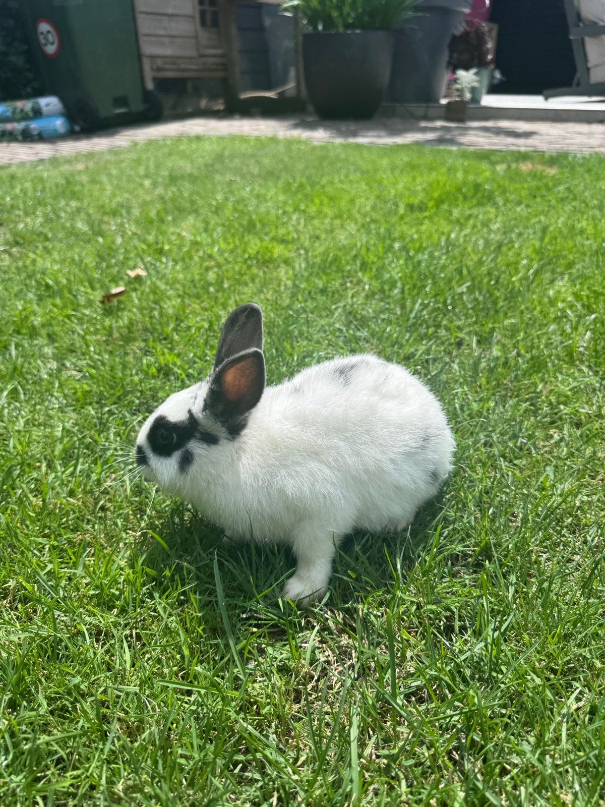 Kleine konijntjes, Dieren en Toebehoren, Meerdere dieren