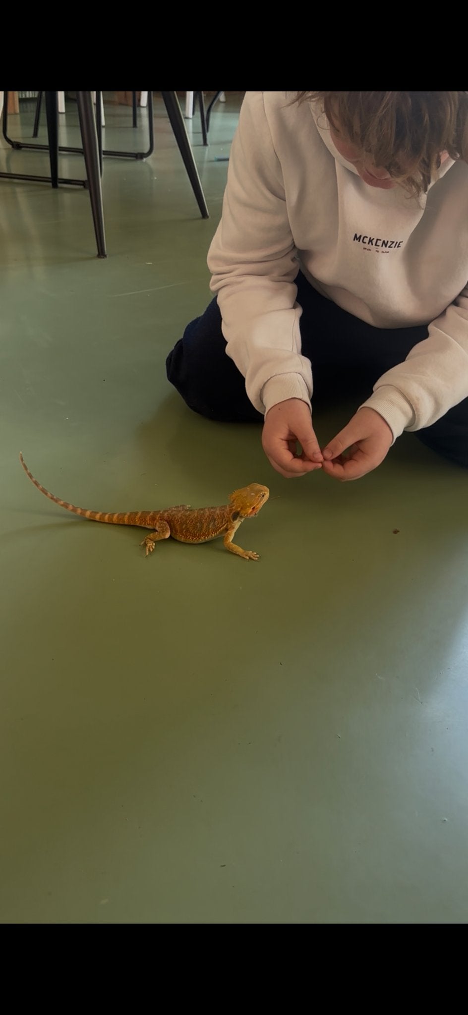Bardagaam, Dieren en Toebehoren, Hagedis, 0 tot 2 jaar