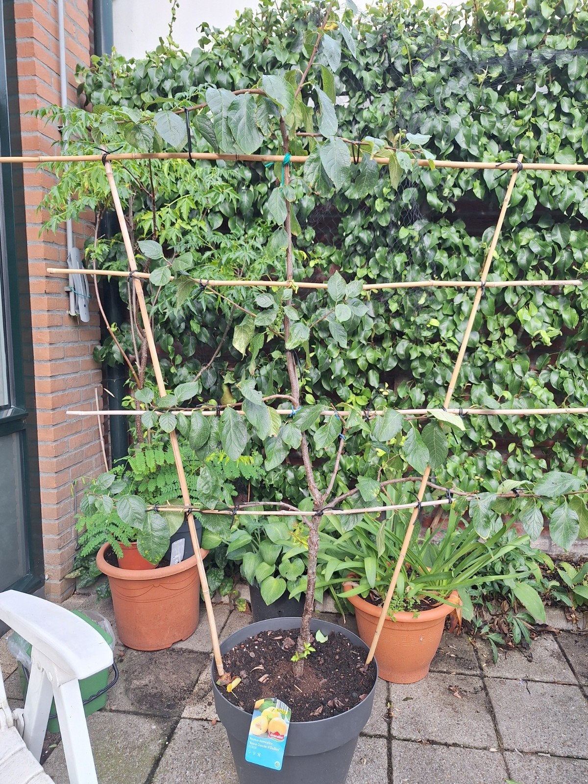 pruimenboom geleid, Tuin en Terras, Ophalen, Volle zon, Overige soorten, Minder dan 100 cm