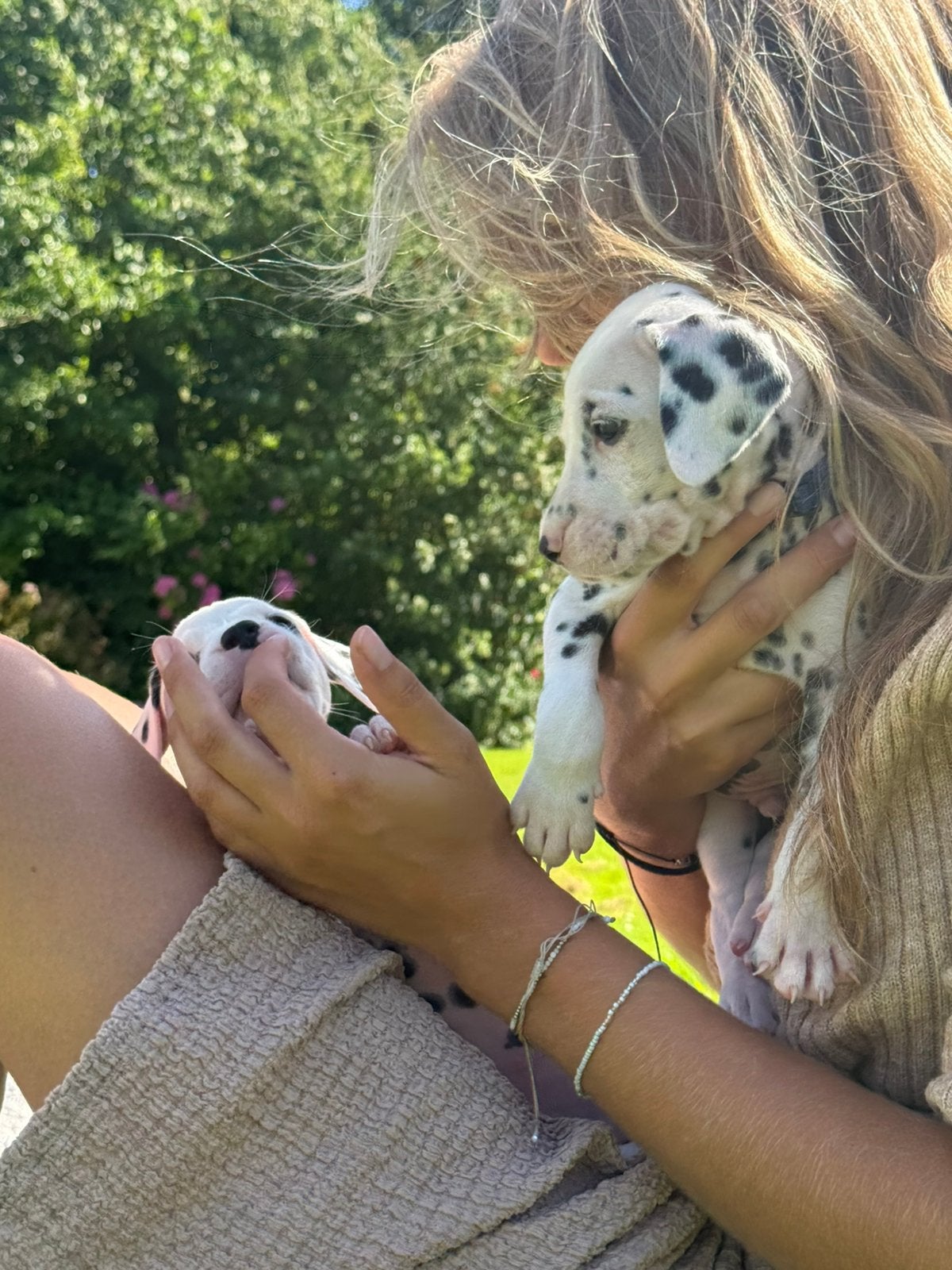 Dalmatier pups uit een goed nest ! puppy pup dalmatiers, Overige rassen, 8 tot 15 weken, Meerdere, Meerdere dieren