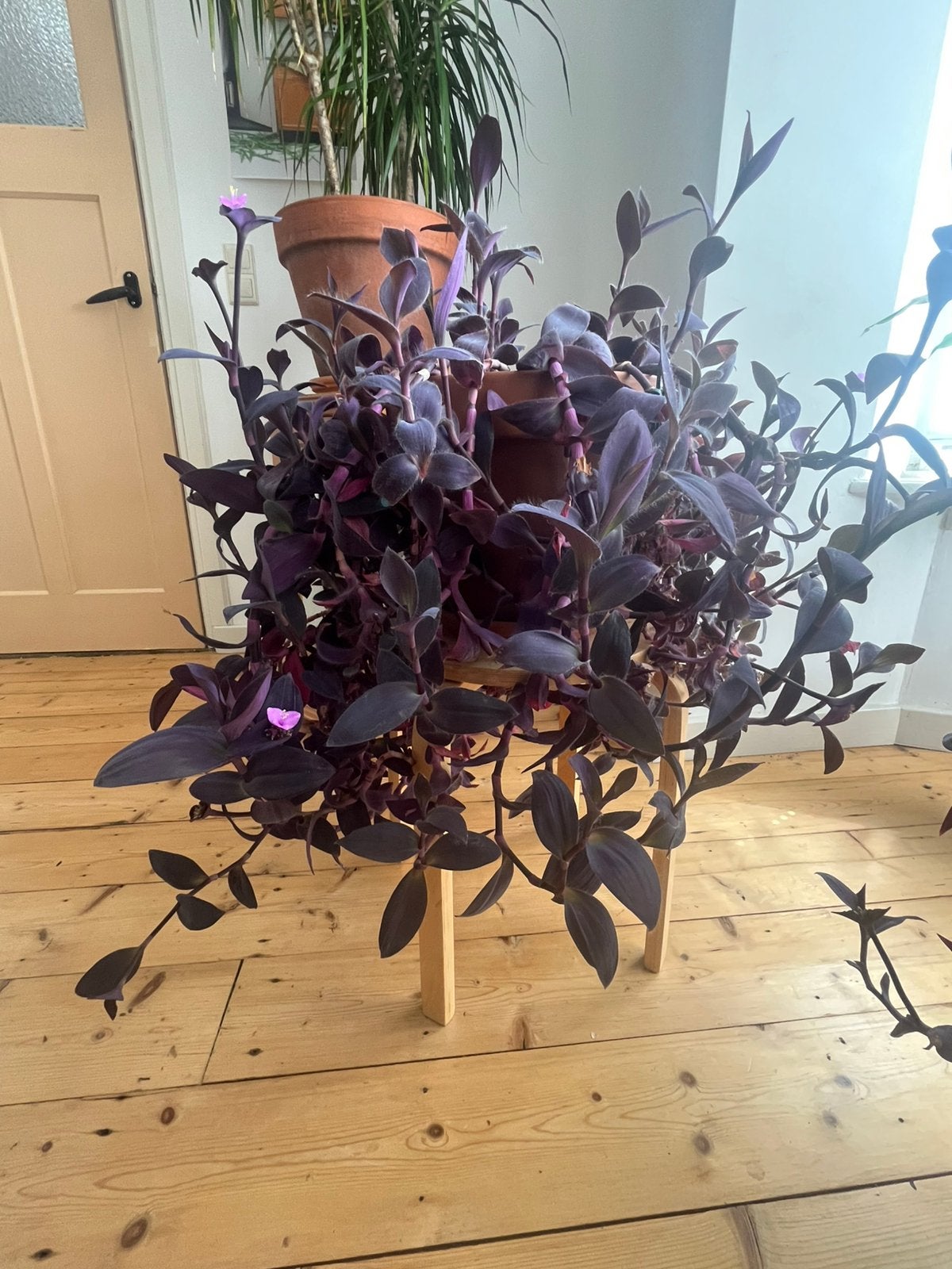 Vaderplant (Tradescantia pallida), Huis en Inrichting, Kamerplanten, Ophalen, Halfschaduw, Minder dan 100 cm