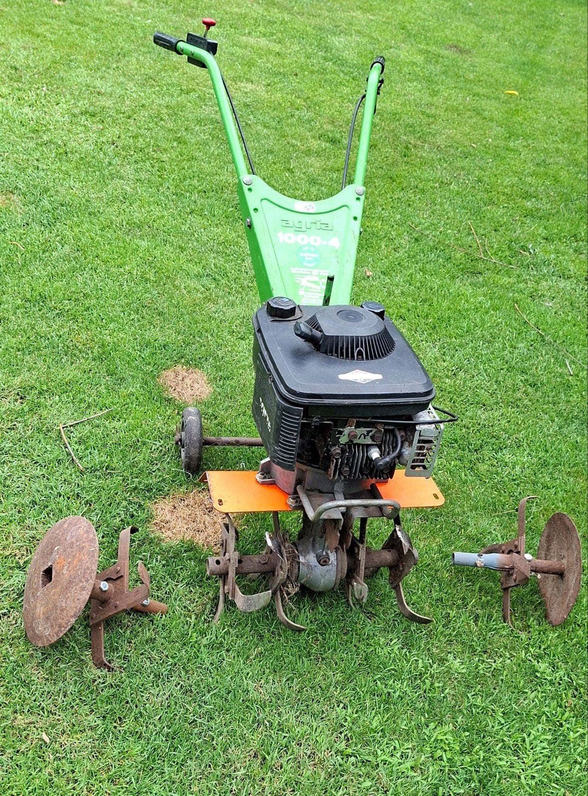 Agria tuinfrees, Tuin en Terras, Ophalen, 50 cm of meer