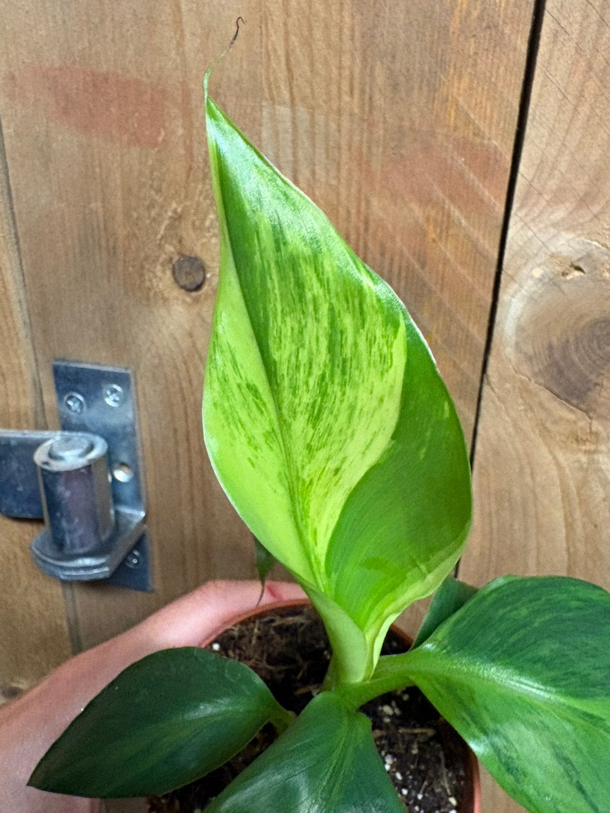 Musa cavendisch cavendish variegata plant aurea yellow lemon, Ophalen of Verzenden, Halfschaduw, Minder dan 100 cm